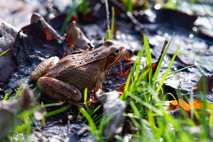 Un amour de grenouille